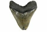 Fossil Megalodon Tooth - Feeding Damaged Tip #182715-2